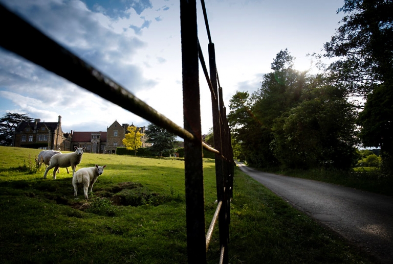 Fawsley Hall wedding photography, Simon Atkins took this image of sheep with Fawsley Hall in the background