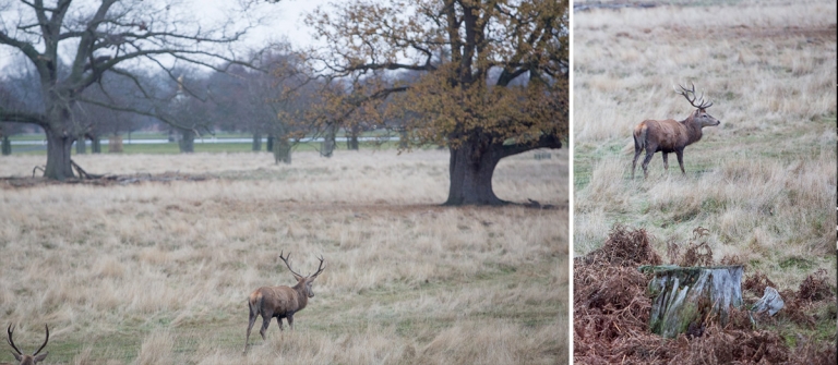 Stags in Bushy Park