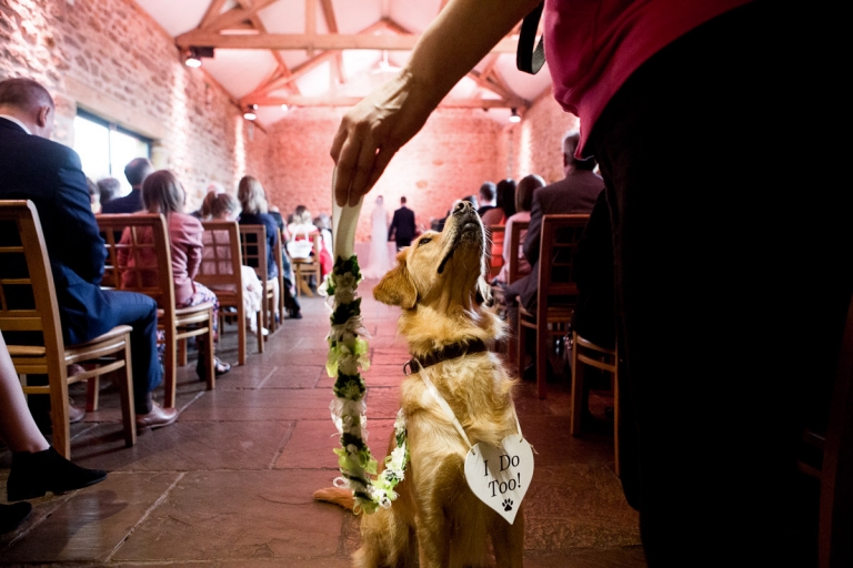 Winnie the dog watches the wedding ceremony